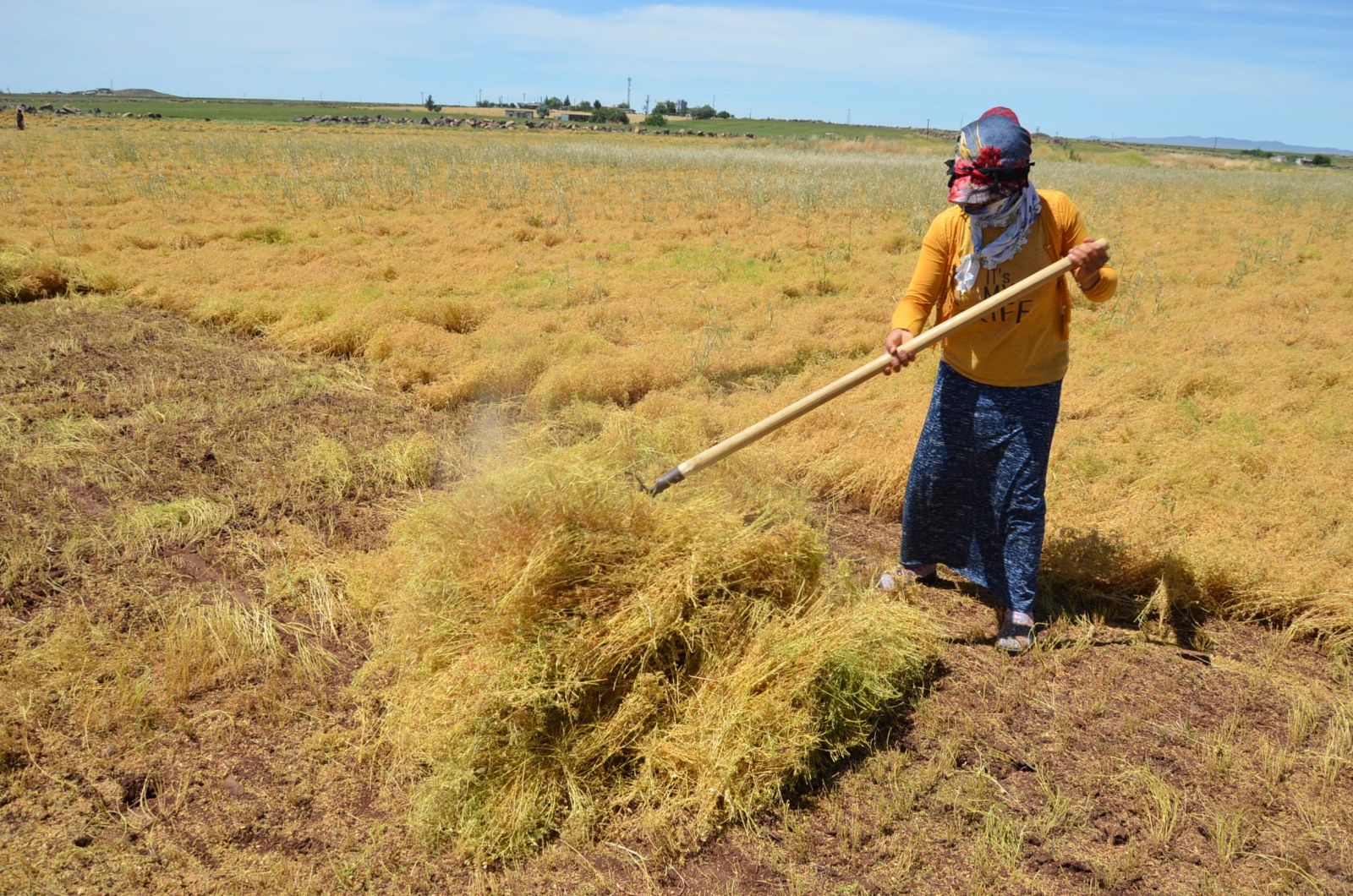 İşçilerin 40 derecede mercimek hasadı