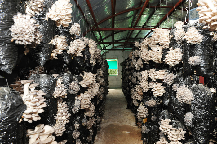 Pamuklara sararak yılda yüz ton mantar üretiyor!