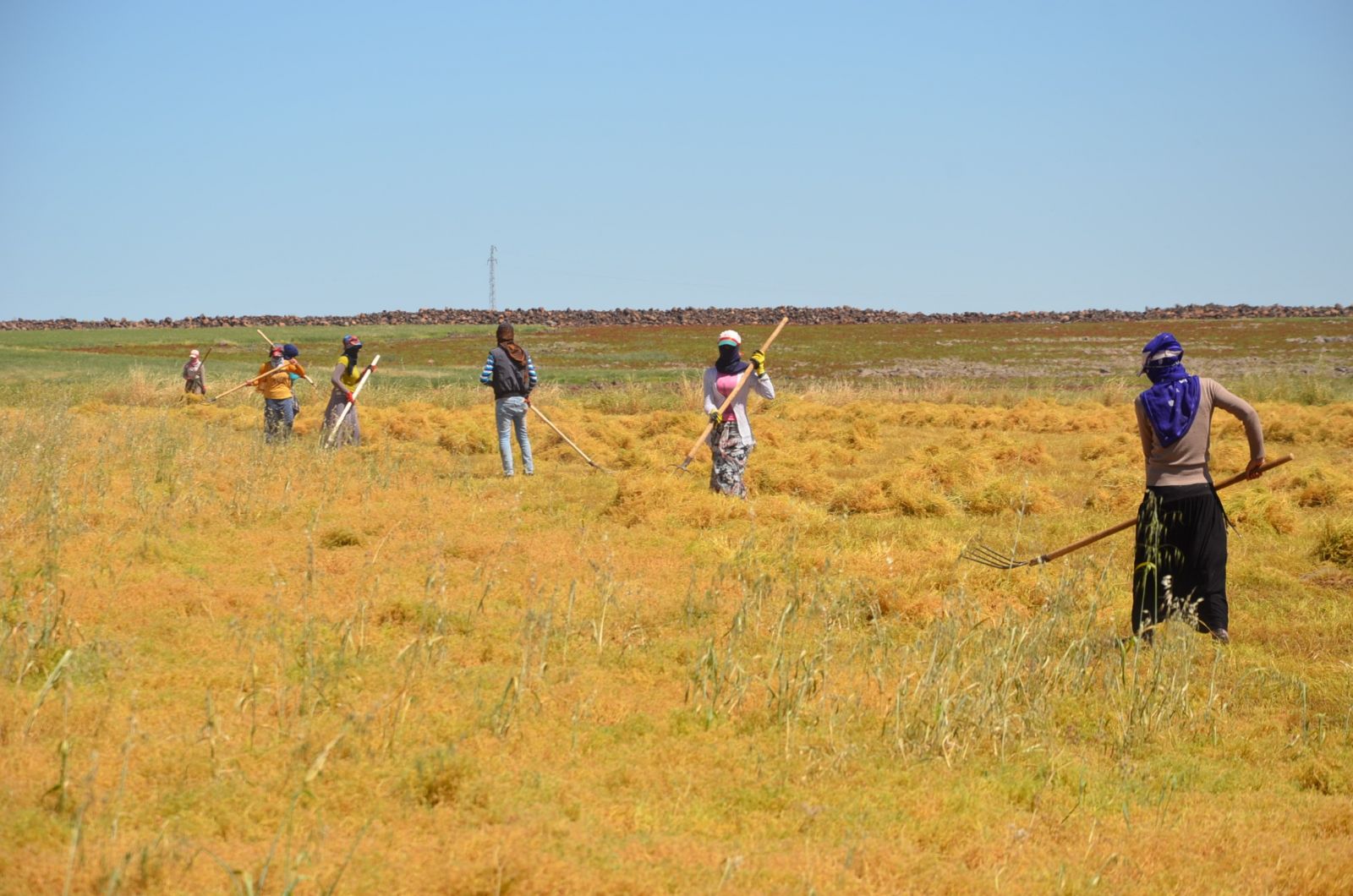 İşçilerin 40 derecede mercimek hasadı