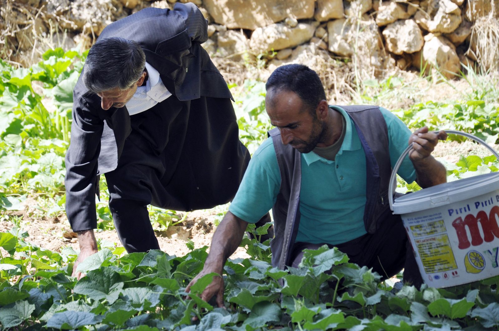 200 yıllık geleneği sürdüren köylüler hasta olmuyor