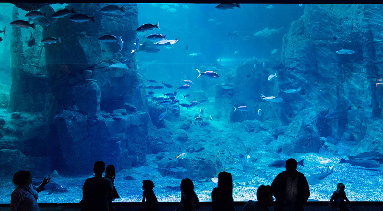 İstanbul Akvaryum'dan sömestire özel öğretici etkinlikler