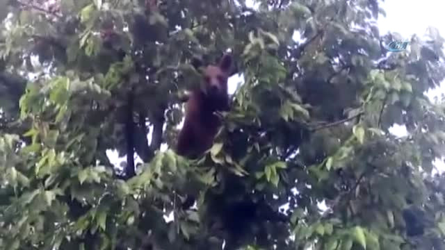 Kiraz ağacına çıkan ayıyı gören çiftçi gözlerine inanamadı