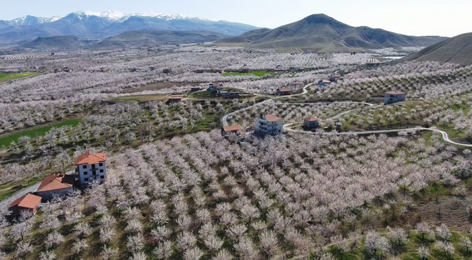 Çiçeklenen kayısı ağaçları ile Malatya beyaza büründü