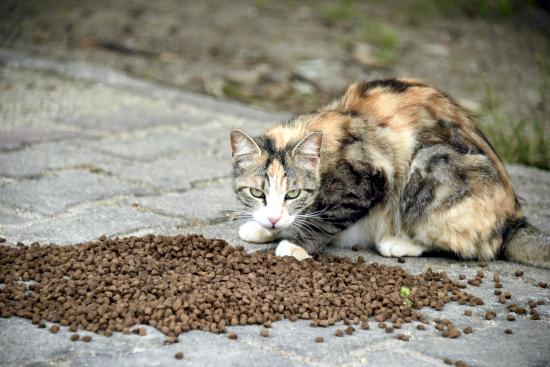Kedilere mama alma koşuluyla hapisten kurtuldu