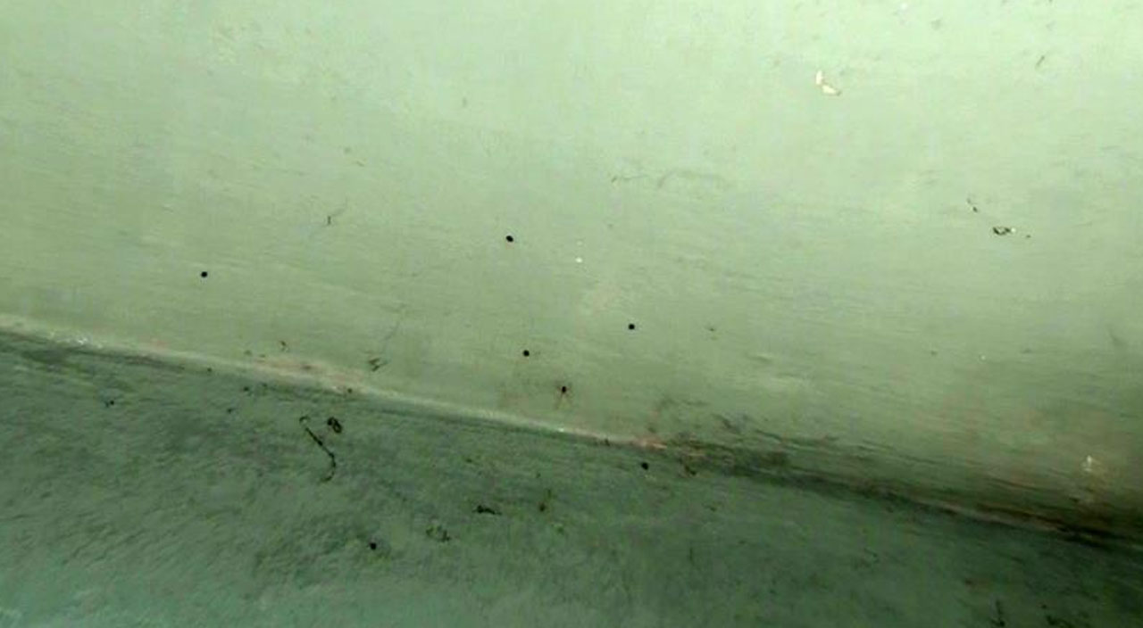 İstanbul’da kene paniği: Yüzlercesi apartmanı istila etti