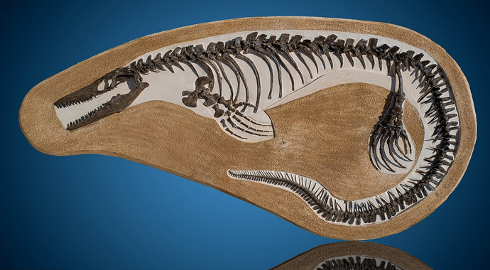 ABD’de fosil müzayedesi… Mavi mamut dişi açık artırmayla satılacak