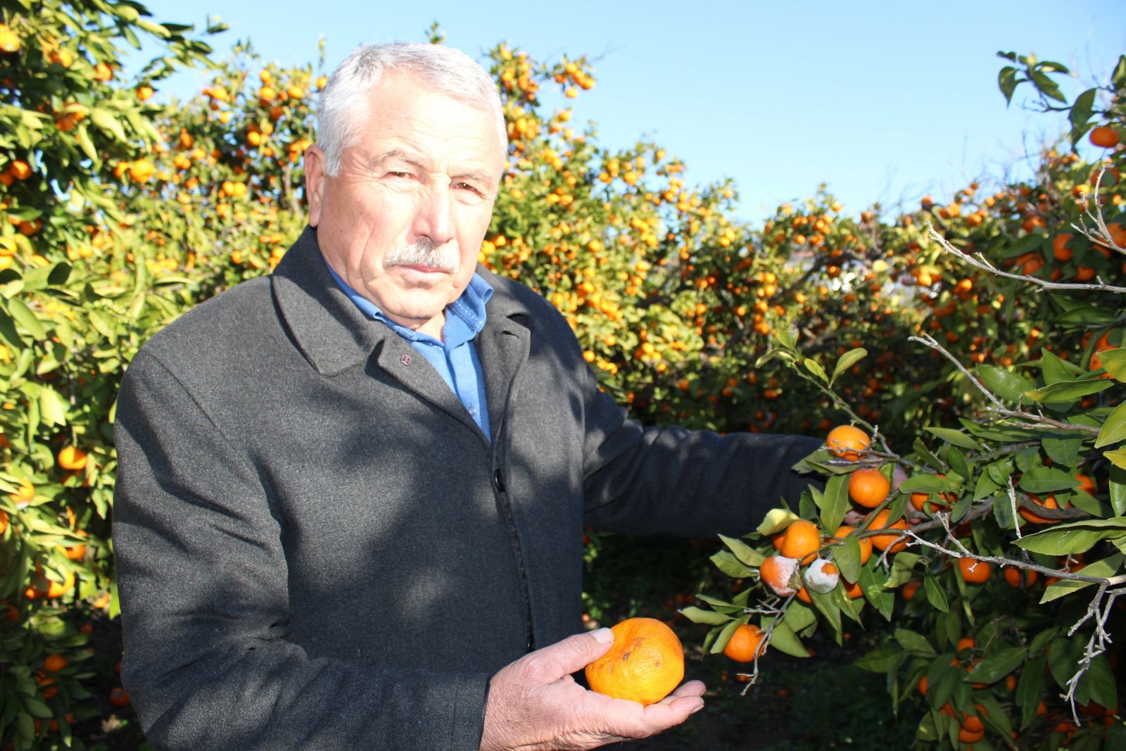 Mandalinada yüzde 50 zayiat, üretici kara kara düşünüyor