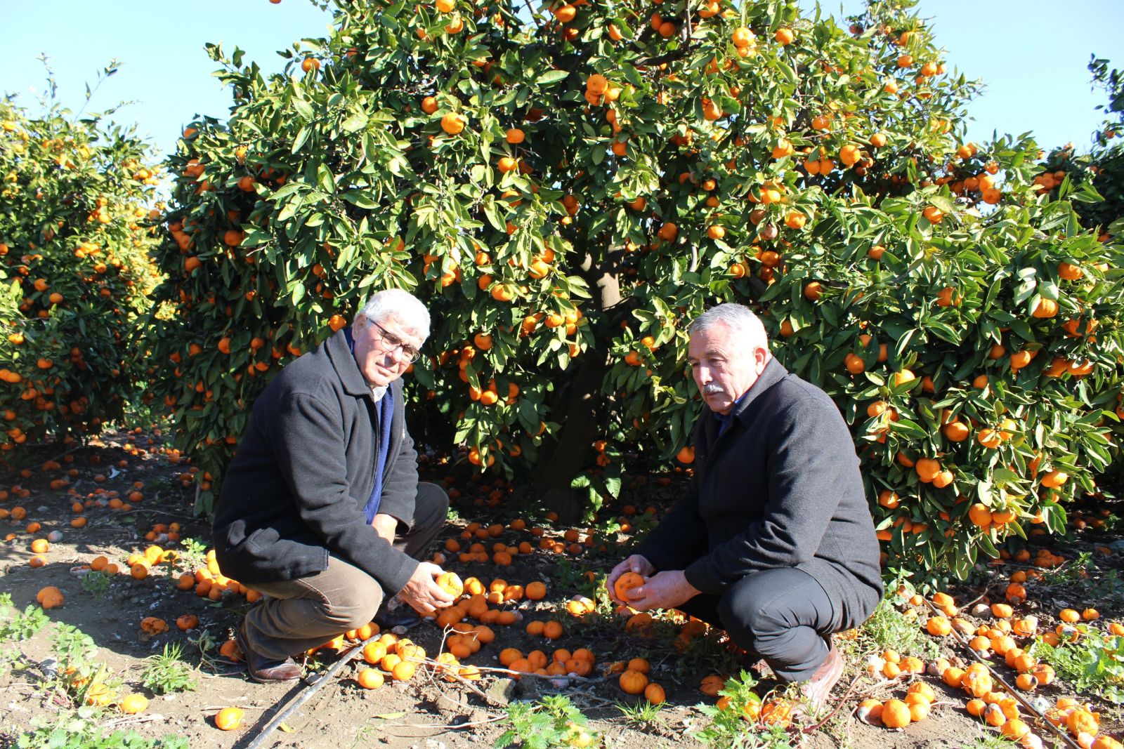 Mandalinada yüzde 50 zayiat, üretici kara kara düşünüyor