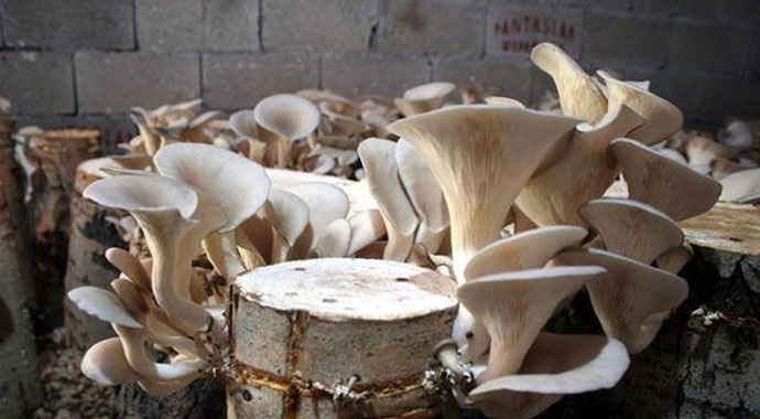 Çiftçiliği bırakıp bu işe girdi! Yıllık kazancı 50 bin lira