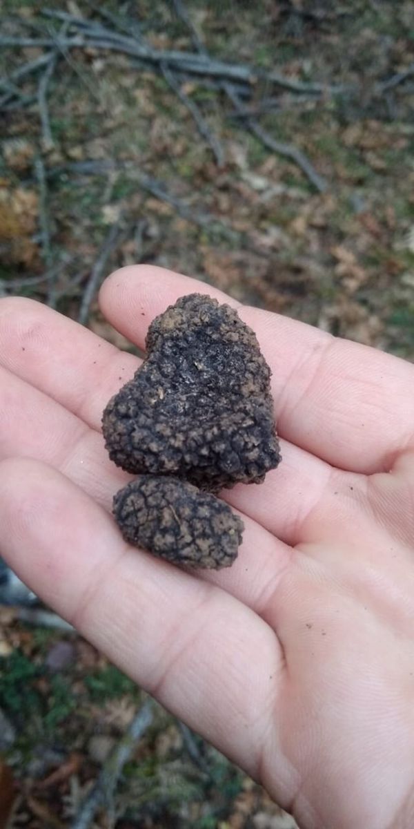 Yozgat’ta trüf mantarı bulundu