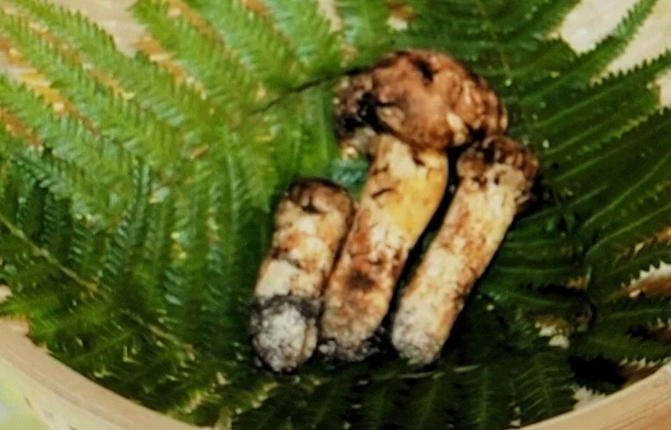 Japonya’da 3 adet mantar 65 bin liraya satıldı! Kilosu 925 bin lira...