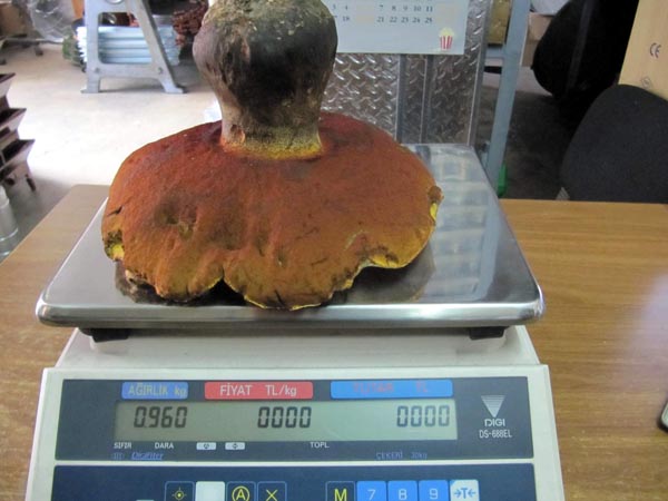 Tam 1 kilo, görenler şaşıp kalıyor!