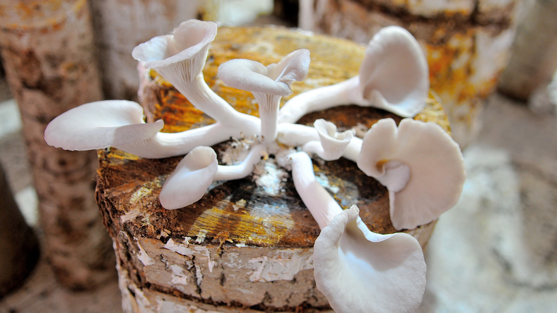 Boş dairesini 'üretim tesisi'ne dönüştürdü