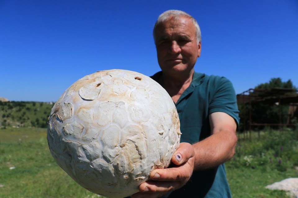 Futbol topu sandı, 5 kilogram ağırlığında mantar çıktı