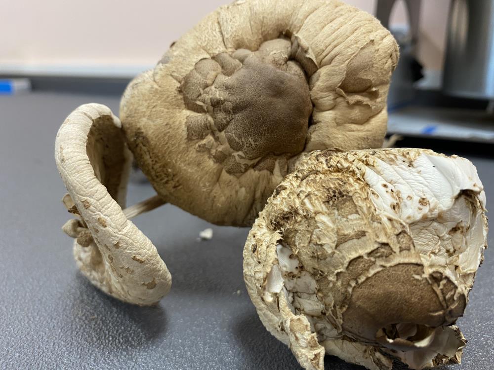 Uzmanlardan 'köy göçüren' uyarısı: Yiyen kurtulamıyor