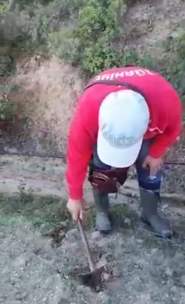 Ormanda rastgele buldu zengin oldu! Kilosu 2 bin TL