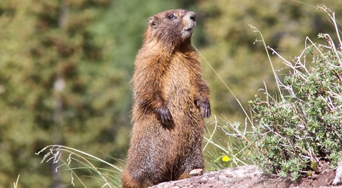 Çin'de koronadan sonra 'bubonik veba' paniği