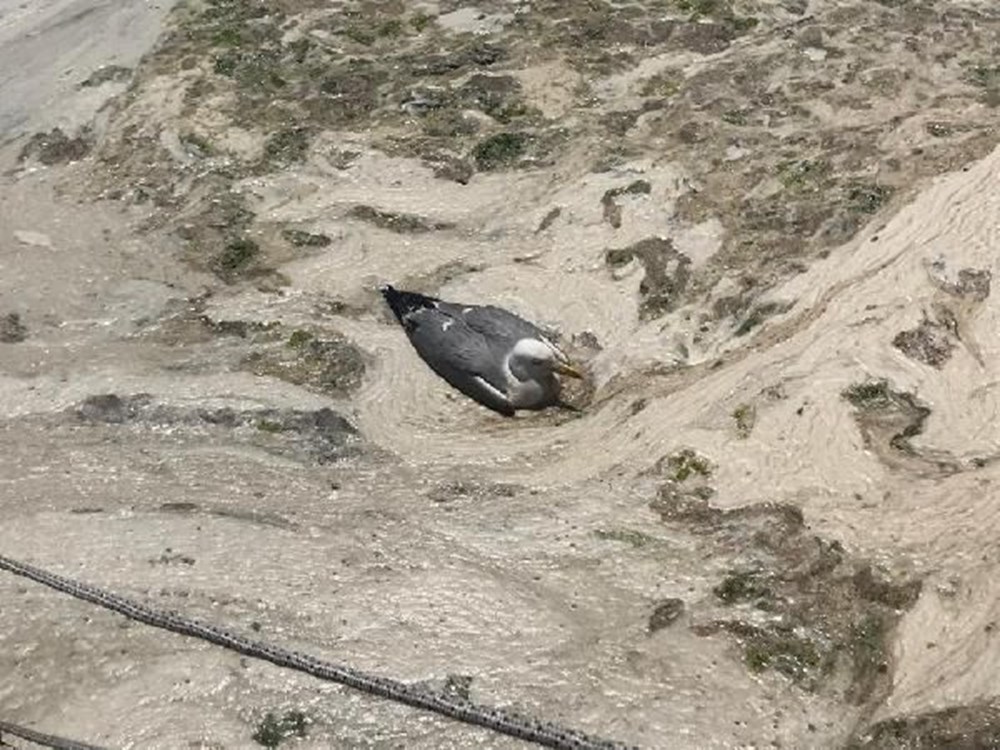 İzmit Körfezi yeniden deniz salyası içinde!