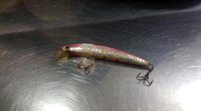 Gagasına takıldı, tedavi edilerek doğaya bırakıldı