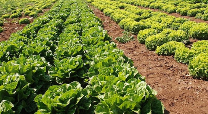 Rusya, Türkiye'den marul ithalatını durduracak Rusya, Türkiye'den marul ithalatını durduracak