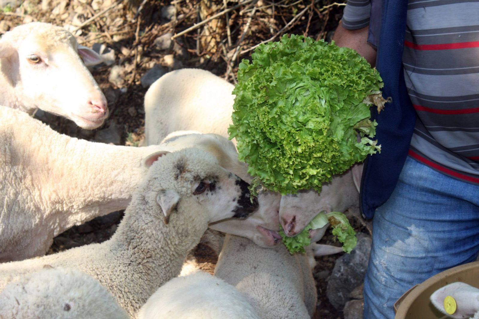 Marul üreticisine zarar ettirdi! Kuzulara yem oldu
