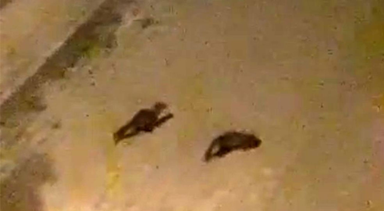 Ender görülen gelincik şehir merkezine indi