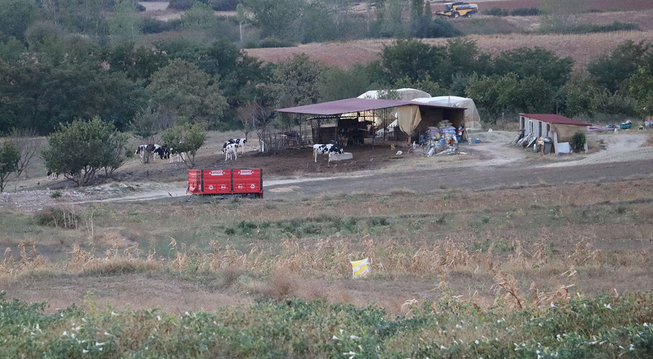 Edirne'de 'mavi dil hastalığı' alarmı! 8 köy karantinada