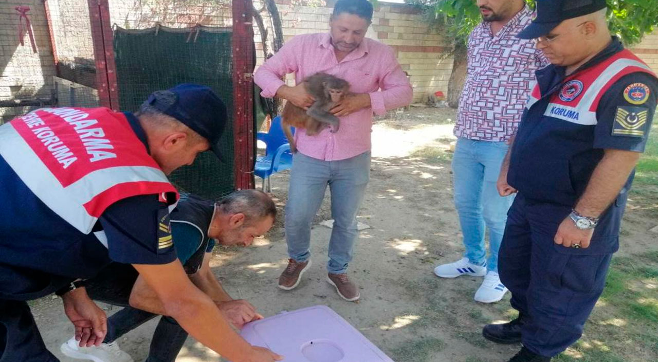 Akaryakıt istasyonunda beslenen maymun 2 yaşındaki çocuğu elinden ısırdı