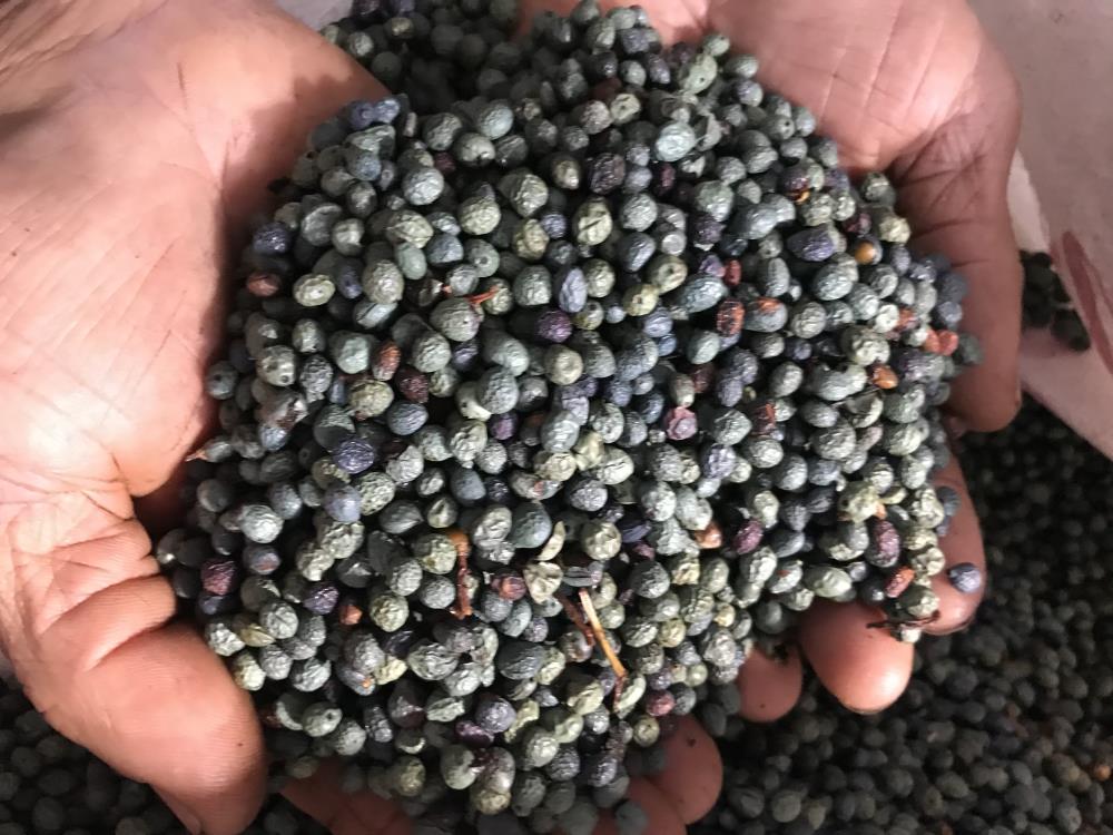 Faydaları saymakla bitmiyor... Dağlardan toplanıyor, yağının kilosu 200 lira