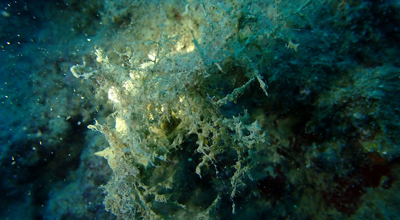 Sahil kentlerinde müsilaj tehlikesi! Uzman isimden kritik uyarı