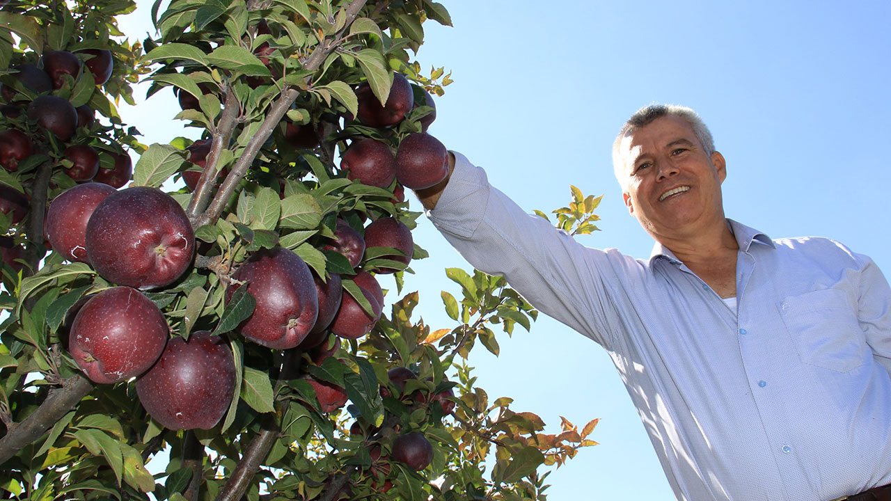 'Burada elma olmaz' demişlerdi! Şimdi her ağaçtan 100 kilo ürün alıyor