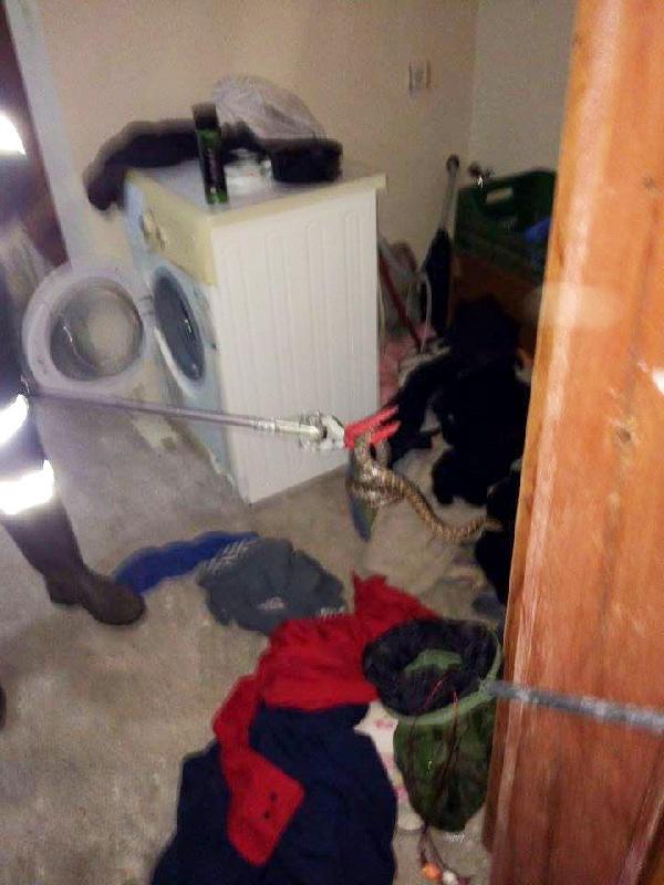 Mersin'de çamaşır sepetinden yılan çıktı