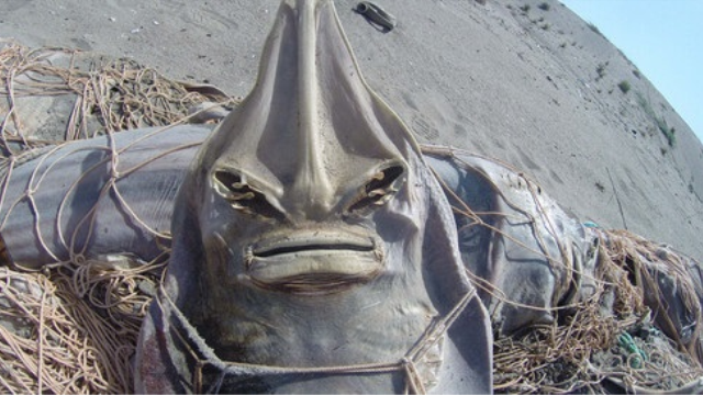 Ağa takılan deniz canlıları telef oldu