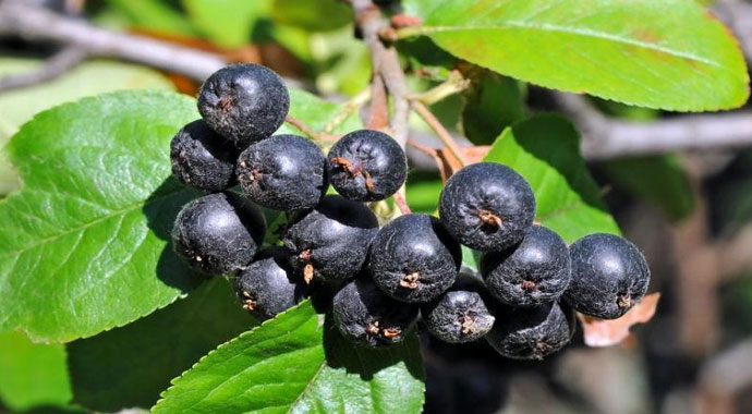 'Süper Meyve' olarak adlandırılan Aronia bitkisi Yusufeli’nde yetiştirilmeye başlandı