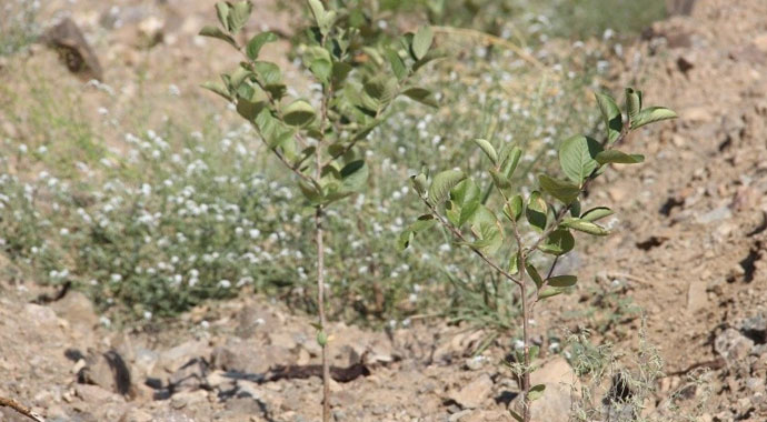 'Süper Meyve' olarak adlandırılan Aronia bitkisi Yusufeli’nde yetiştirilmeye başlandı