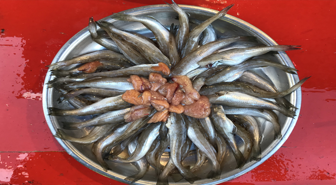 Mezgit bu yıl sevindirdi