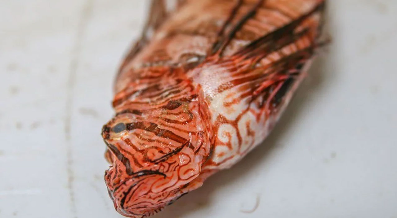 İstilacı türlerden Aslan Balığı Ege’de ortaya çıktı