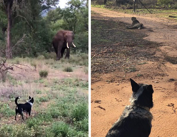 Cesur köpek! Vahşi hayvanları eve yaklaştırmıyor