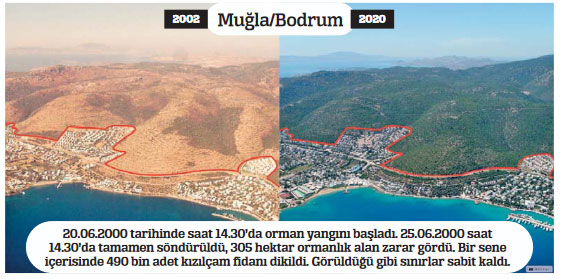 Yanan ormanlar küllerinden doğuyor Yanan ormanlar küllerinden doğuyor