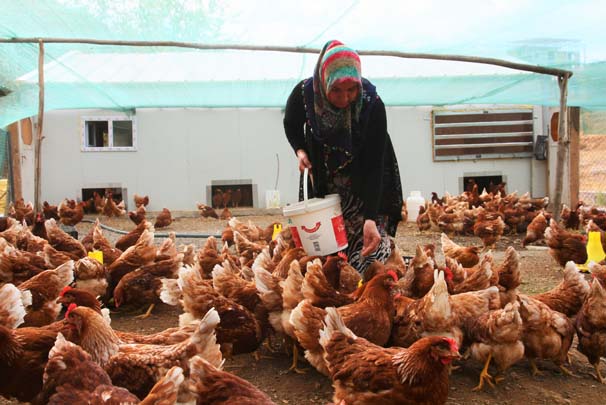 Devlet desteği ile işe girdi; Topladığı gibi kapışılıyor, günlük…