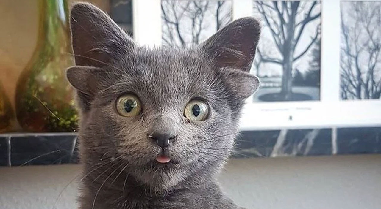 4 kulağı olan Midas sosyal medyada viral oldu 4 kulağı olan Midas sosyal medyada viral oldu