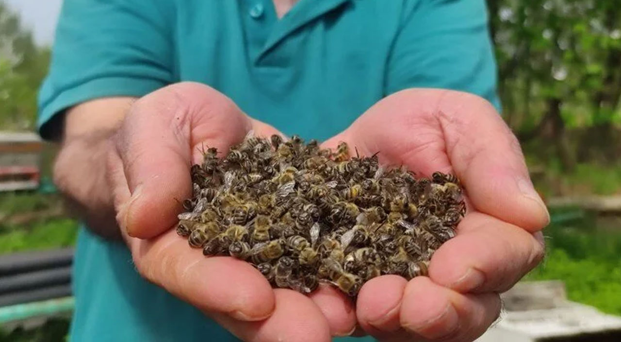 Bursa’da korkutan görüntü: Yüzlerce arı telef oldu