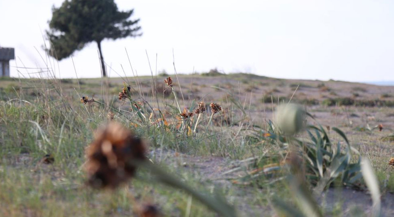 Sakarya'da yetişen kum zambağını kopartmanın cezası 80 bin lira