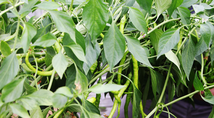 Elektrik mühendisi, serasında ’Çuval’la para kazanıyor