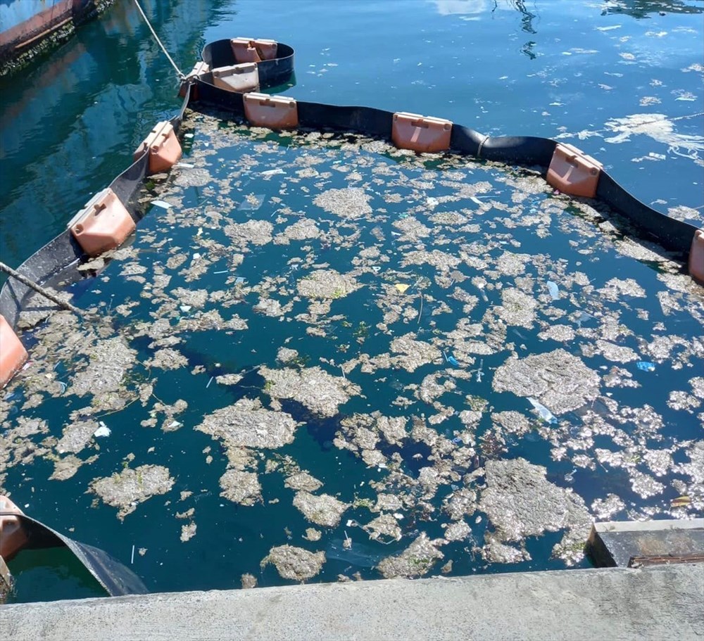 İstanbul Üniversitesi, müsilajı deniz bakterisiyle temizlemeyi başardı