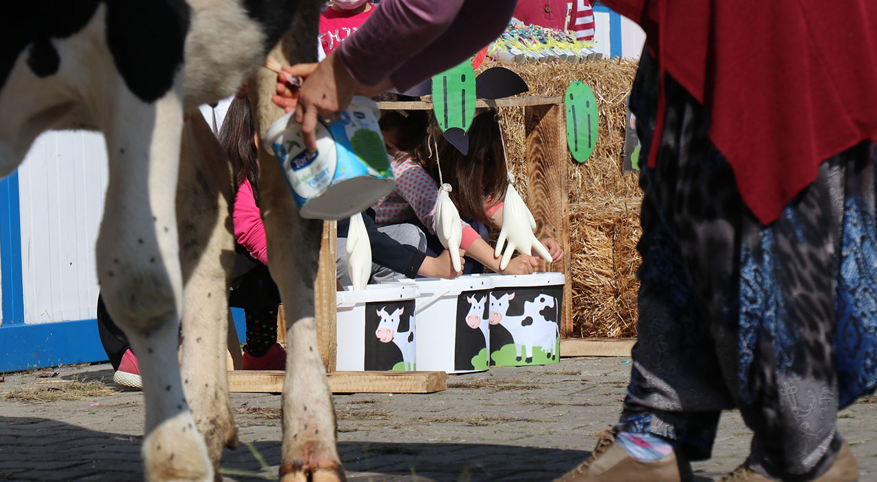 Öğrencilerine ‘İ’ harfini öğretmek için okula inekle geldi