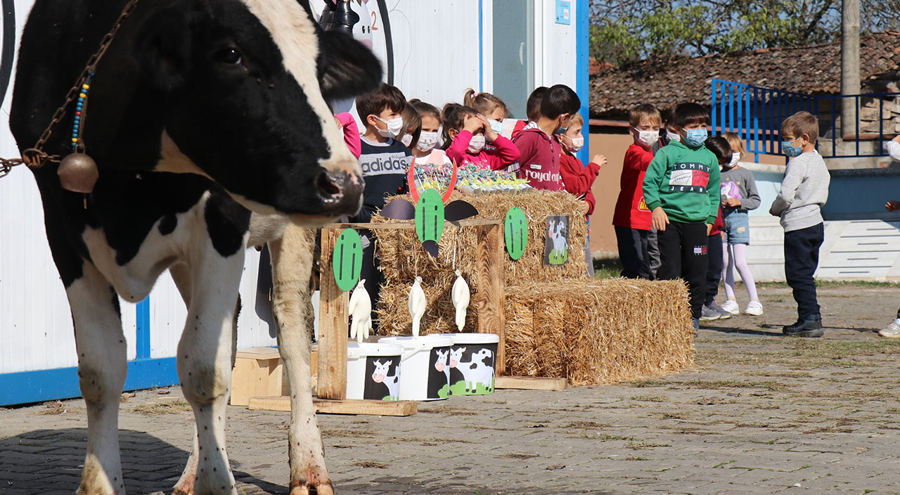 Öğrencilerine ‘İ’ harfini öğretmek için okula inekle geldi