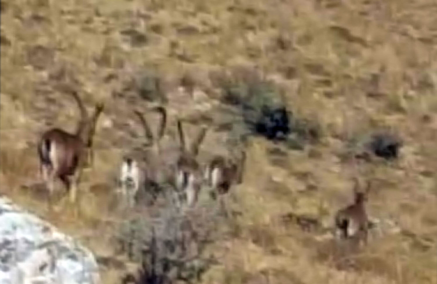 Nadir görülüyordu, sürü halinde görüntülediler