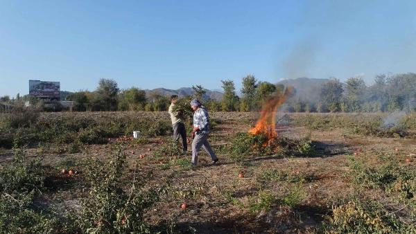 450 nar ağacı kışlık odun oldu