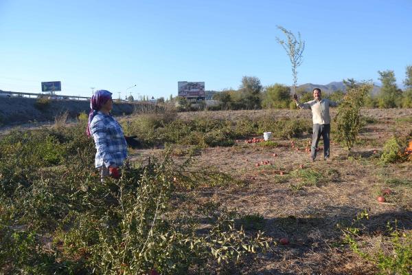450 nar ağacı kışlık odun oldu